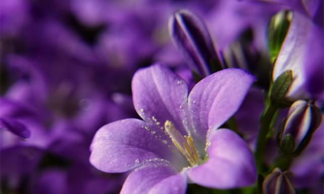 紫色风铃花的寓意与象征（解读紫色风铃花的深刻内涵）