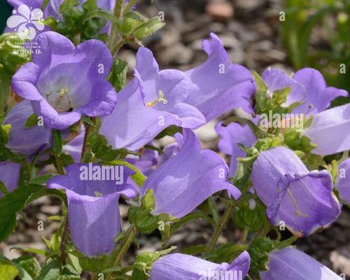 紫色风铃花的寓意与象征（解读紫色风铃花的深刻内涵）