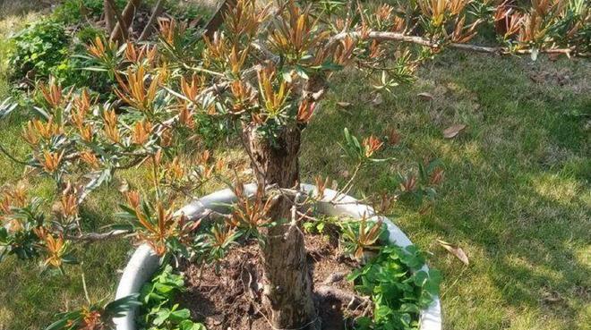 罗汉松需要频繁浇水吗?正确浇水方法是什么? 罗汉松需要频繁浇水吗?正确浇水方法是什么?