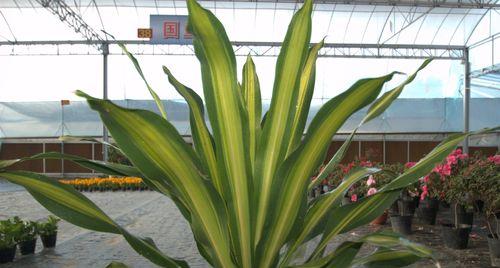 以巴西铁树开花的寓意（坚持与希望的奇迹）