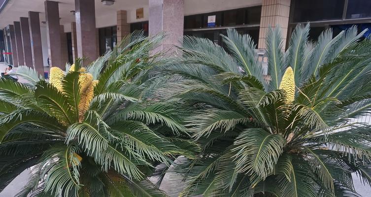 以巴西铁树开花的寓意（坚持与希望的奇迹）