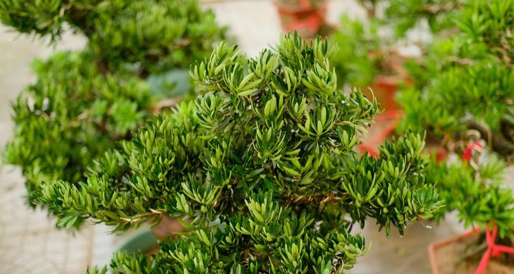 罗汉松需要频繁浇水吗?正确浇水方法是什么? 罗汉松需要频繁浇水吗?正确浇水方法是什么?