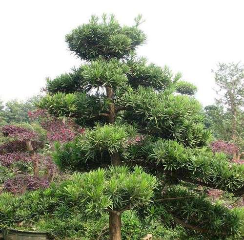 罗汉松需要频繁浇水吗?正确浇水方法是什么? 罗汉松需要频繁浇水吗?正确浇水方法是什么?