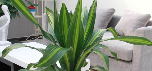 以巴西铁树开花的寓意（坚持与希望的奇迹）