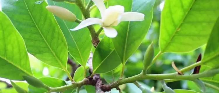 黄角兰扦插方法是什么？扦插后多久生根？