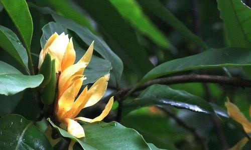 黄角兰扦插方法是什么？扦插后多久生根？