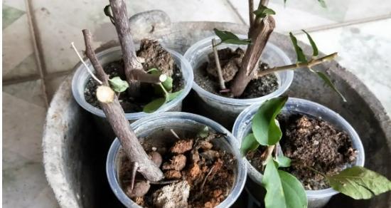 黄角兰扦插方法是什么？扦插后多久生根？