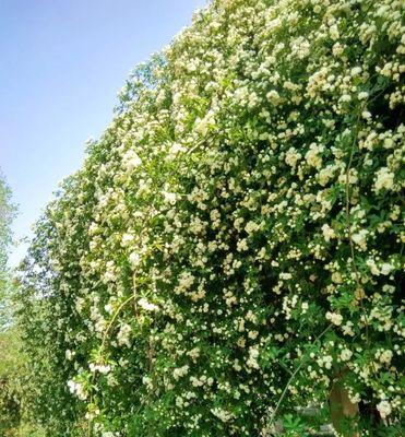 木香能承受的最低温度是多少？木香在冬季如何养护？