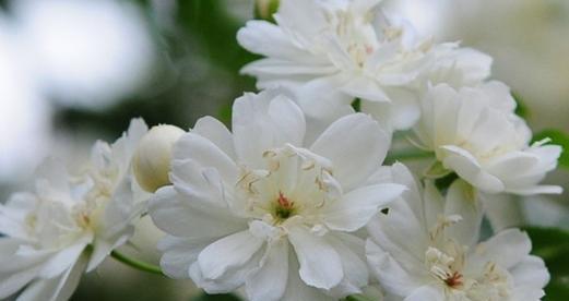 木香能承受的最低温度是多少？木香在冬季如何养护？