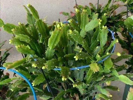 蟹爪兰休眠期应该注意什么？如何正确处理蟹爪兰的休眠？