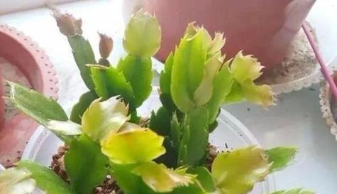 蟹爪兰休眠期应该注意什么？如何正确处理蟹爪兰的休眠？