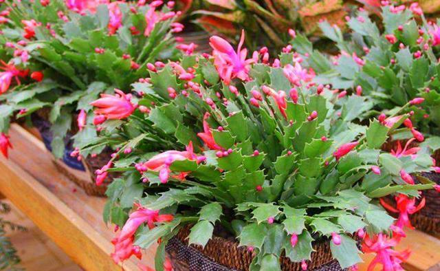 蟹爪兰休眠期应该注意什么？如何正确处理蟹爪兰的休眠？