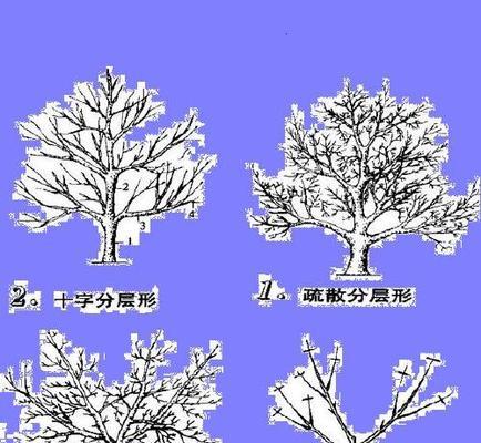 夏洛特夫人修剪方法是什么？如何正确修剪以促进生长？