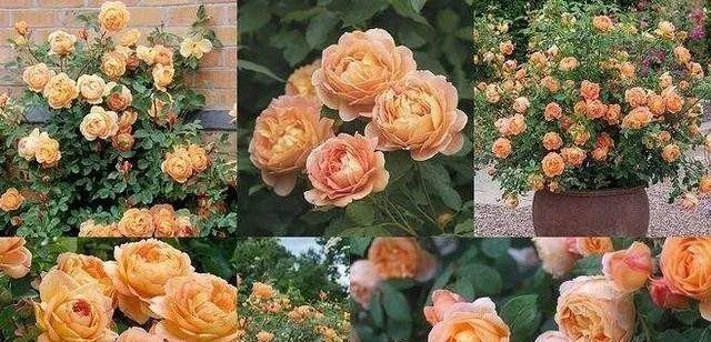 夏洛特夫人修剪方法是什么？如何正确修剪以促进生长？