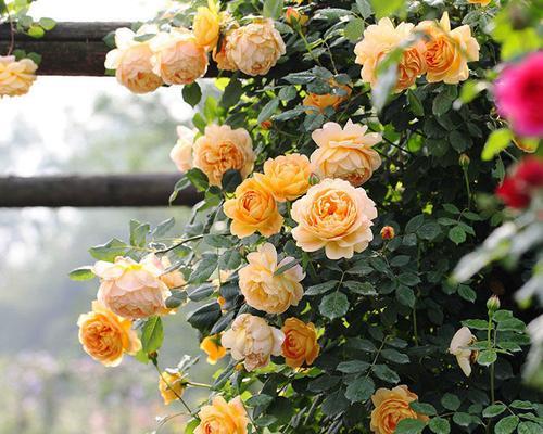 夏洛特夫人修剪方法是什么？如何正确修剪以促进生长？