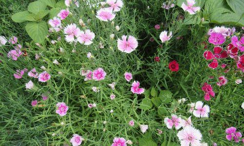 石竹花的象征意义与传说（探索石竹花的文化内涵和美丽传说）