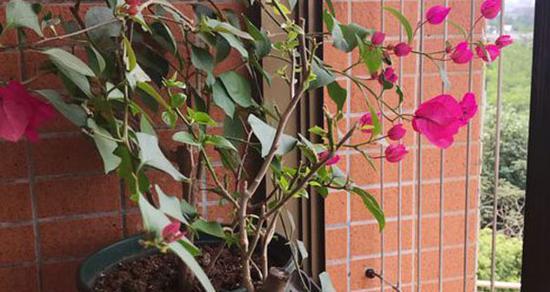 三角梅喜水吗?如何判断三角梅是喜水还是怕水植物?