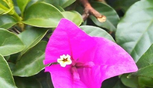 三角梅喜水吗？如何判断三角梅是喜水还是怕水植物？