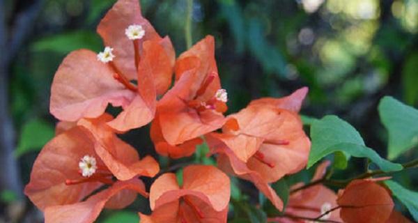 三角梅喜水吗？如何判断三角梅是喜水还是怕水植物？