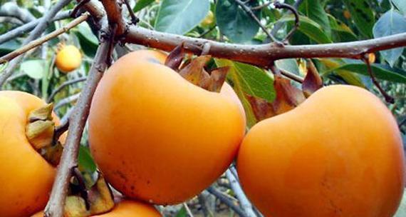 柿子什么时候吃最健康？最佳食用季节是什么时候？