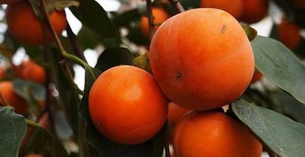 柿子什么时候吃最健康？最佳食用季节是什么时候？