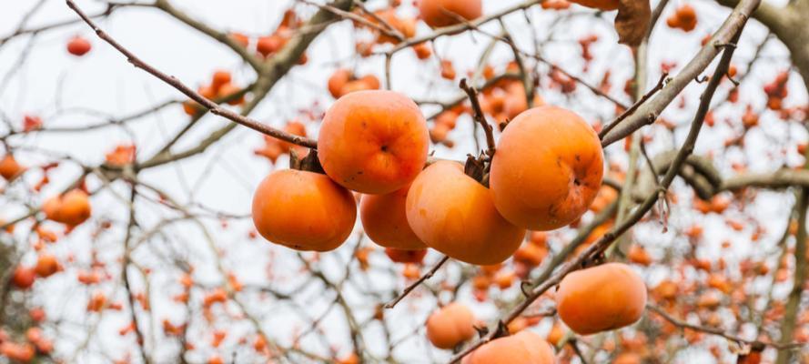 柿子什么时候吃最健康？最佳食用季节是什么时候？