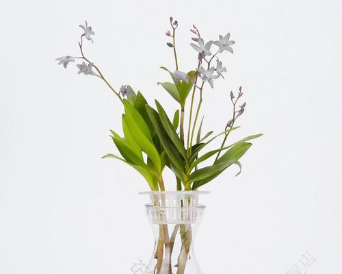 兰花可以水培吗？水培兰花的正确方法和注意事项是什么？