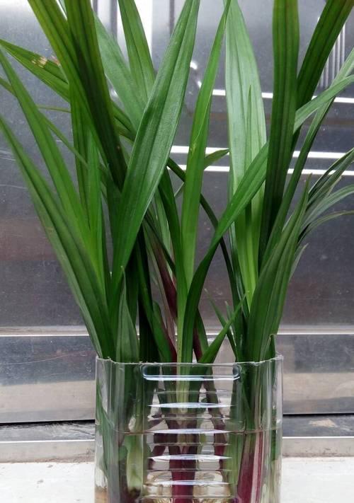 兰花可以水培吗？水培兰花的正确方法和注意事项是什么？