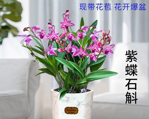 兰花可以水培吗？水培兰花的正确方法和注意事项是什么？