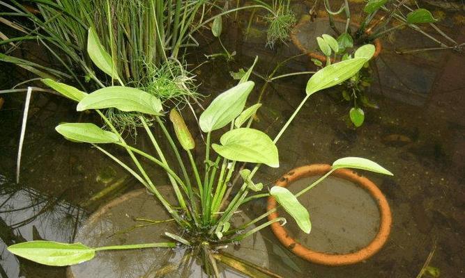 挺水植物有哪些种类?它们的养护方法是什么?