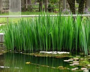 挺水植物有哪些种类？它们的养护方法是什么？