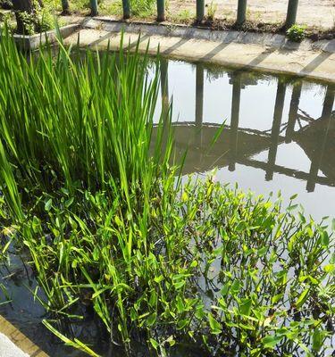 挺水植物有哪些种类？它们的养护方法是什么？