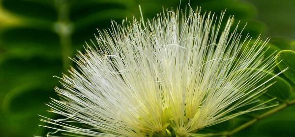 合欢花的风水寓意与摆放位置(探寻合欢花在风水中的奥秘)