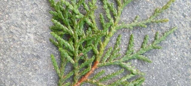 侧柏叶属于哪种树的叶子？如何辨别侧柏叶？