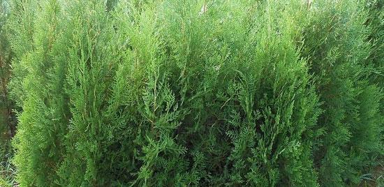 侧柏叶属于哪种树的叶子?如何辨别侧柏叶?