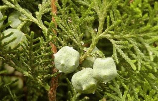 侧柏叶属于哪种树的叶子？如何辨别侧柏叶？