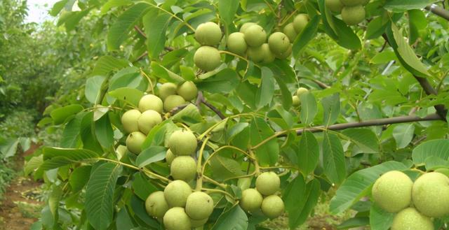 夏威夷果剥皮技巧有哪些？如何快速方便地剥开夏威夷果？