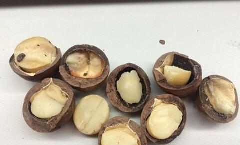 夏威夷果剥皮技巧有哪些？如何快速方便地剥开夏威夷果？