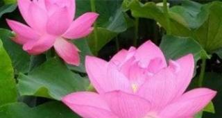 莲花好养吗？养殖方法和养护要点是什么？