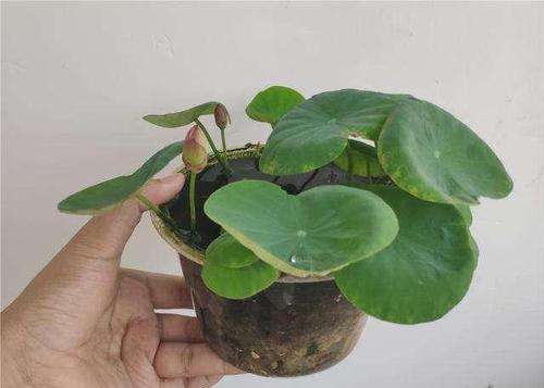 莲花好养吗?养殖方法和养护要点是什么?