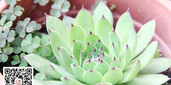 莲花好养吗？养殖方法和养护要点是什么？