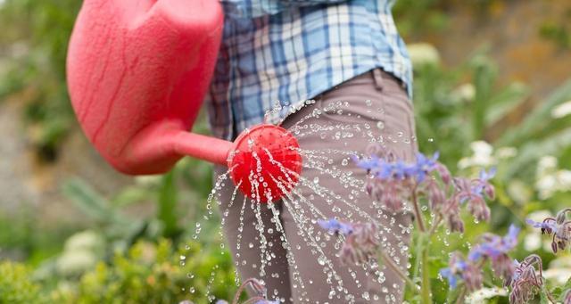 过期啤酒浇花有效吗？如何正确使用？