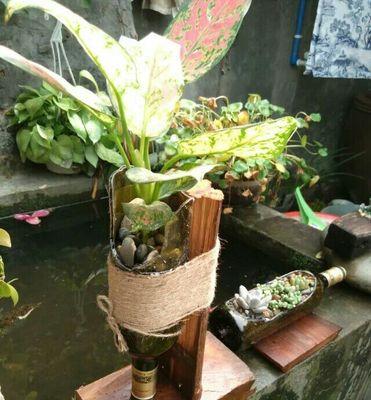 过期啤酒浇花有效吗?如何正确使用?