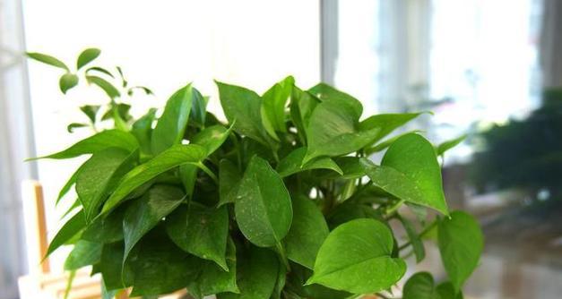 过期啤酒浇花有效吗？如何正确使用？