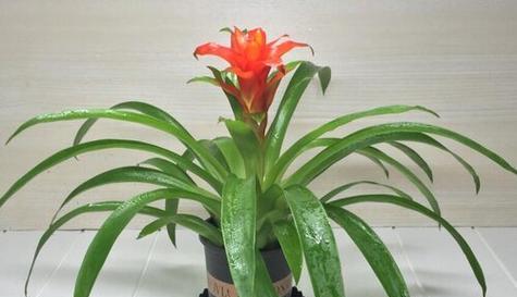 鸿运当头根系发达吗？如何判断其生长状况？