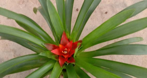 鸿运当头根系发达吗?如何判断其生长状况?