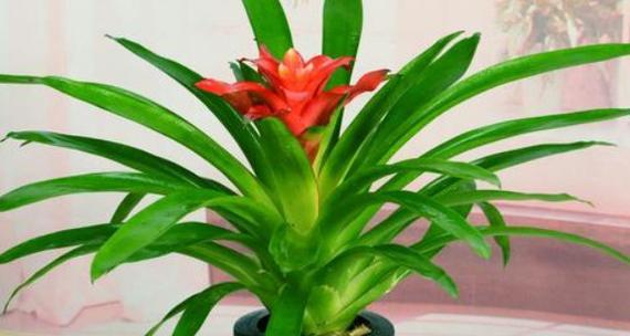 鸿运当头根系发达吗？如何判断其生长状况？