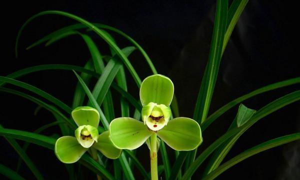 探寻兰花的象征意义（从小白到熟练）