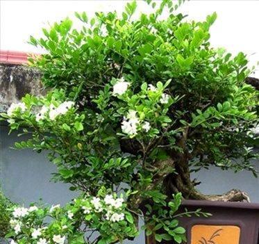 九里香室内养殖需要注意什么？