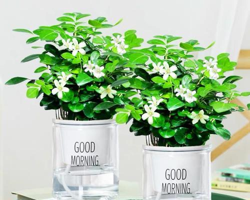 九里香室内养殖需要注意什么？